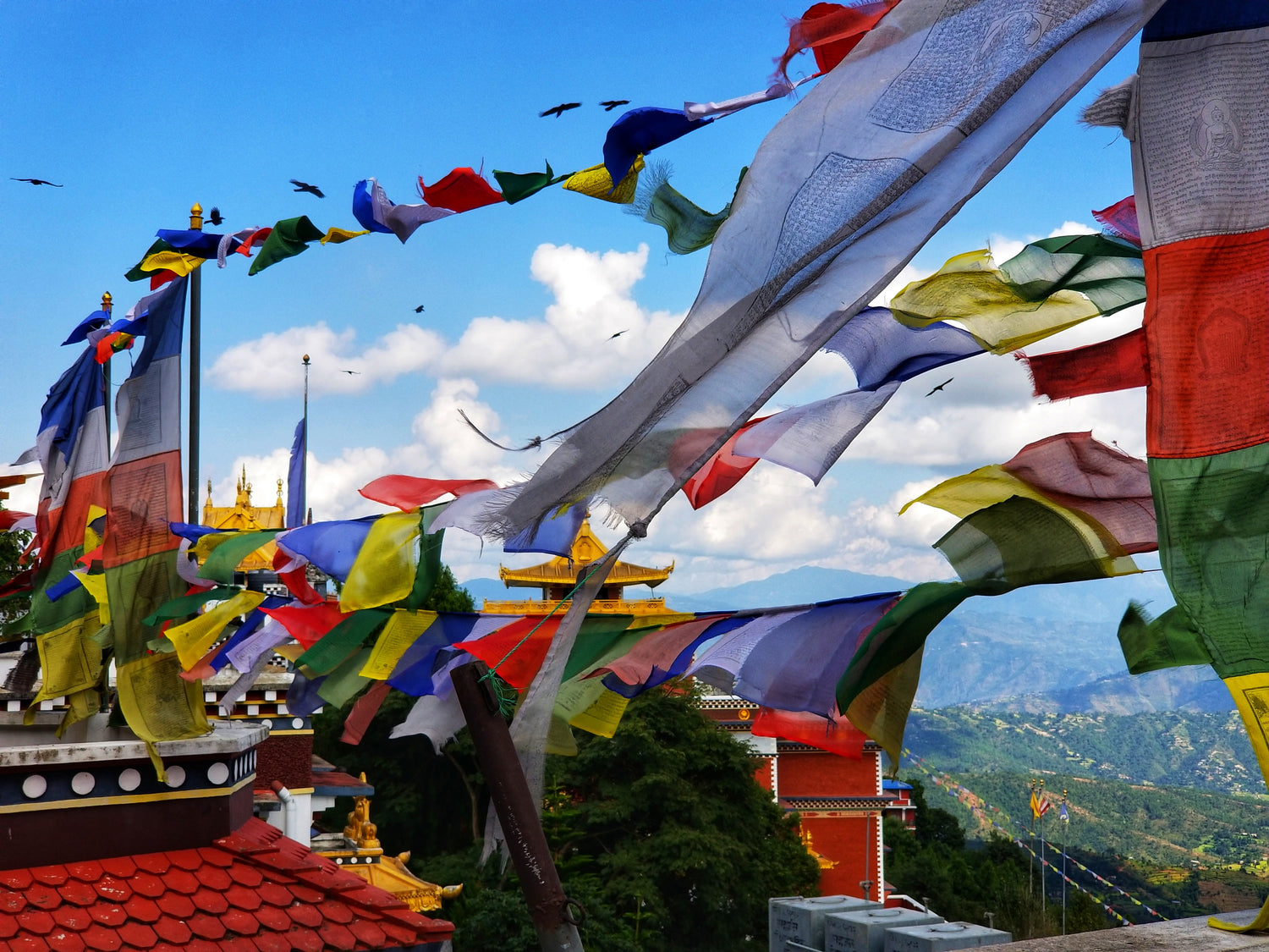 Fermenters, Hot Liquor Tanks and Mash Tuns on Sale