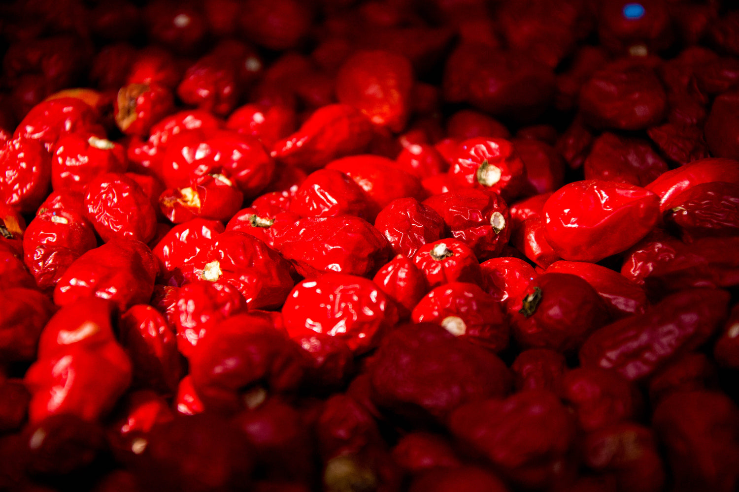 The Bacteria Ball or Cup...